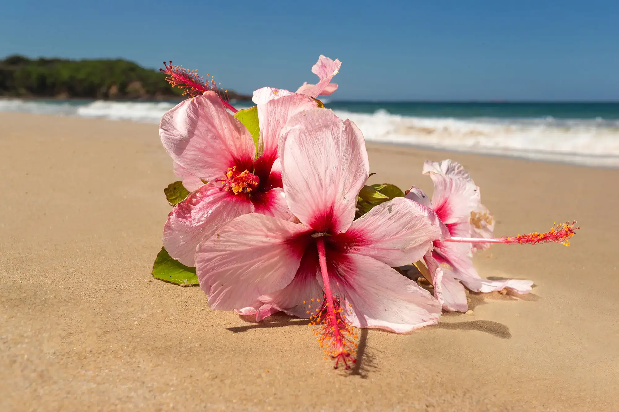 photo of hibiscus on beach